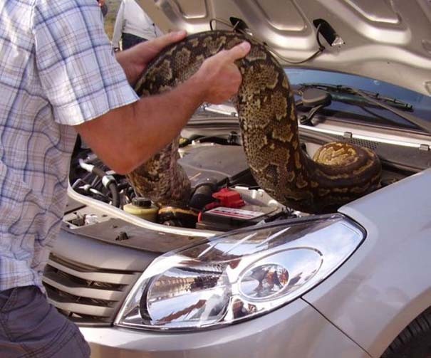 Εφιάλτης: Δείτε τι βρήκε κάτω από το καπό του αυτοκινήτου του!